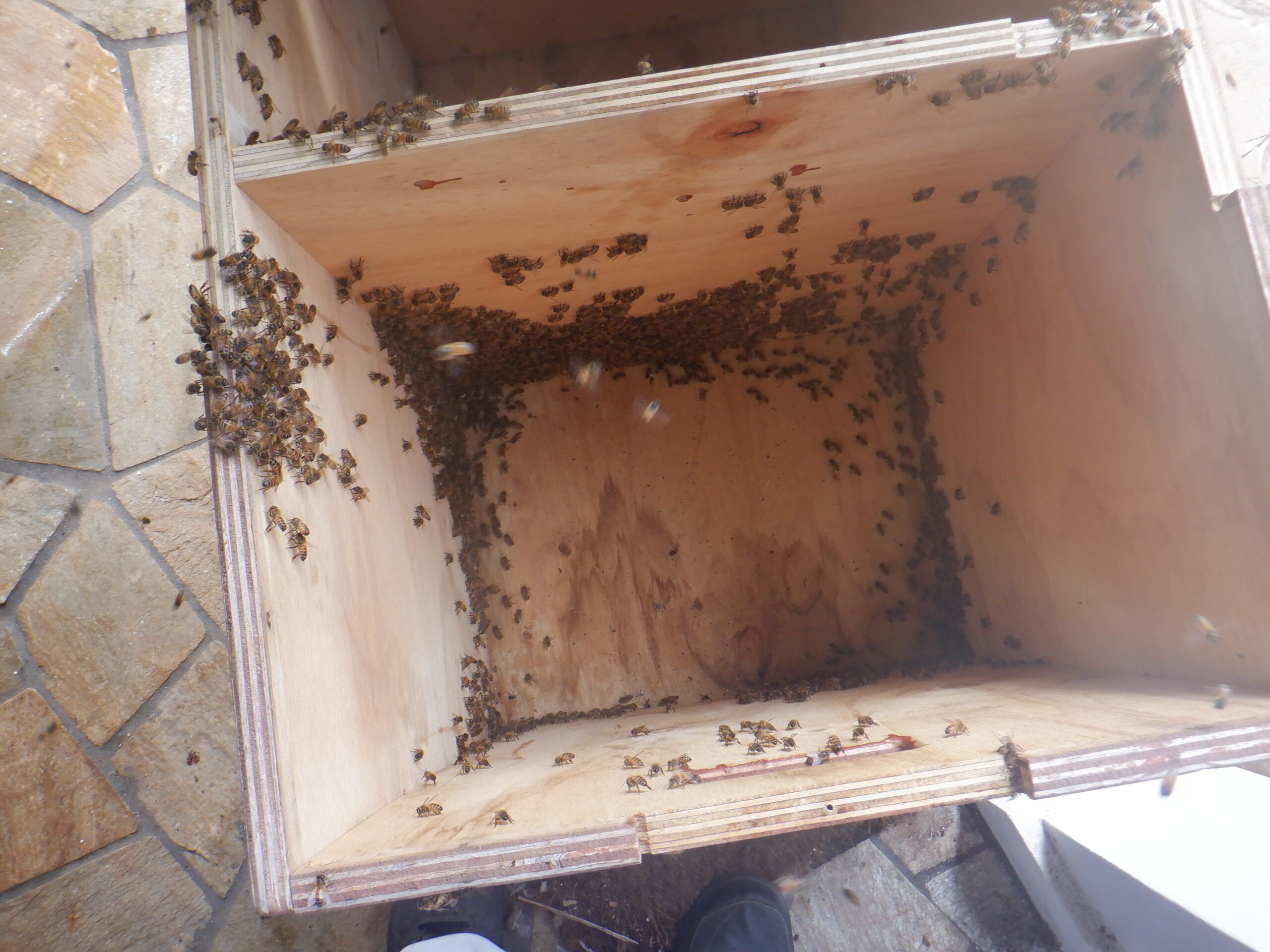 Unboxing Bees